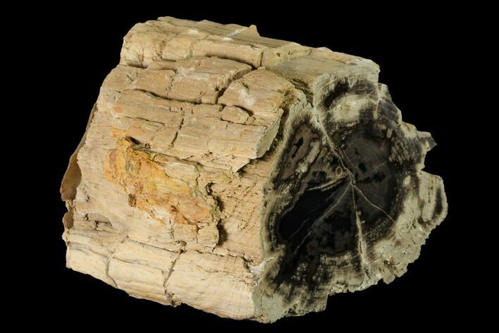 Wide Petrified Wood Limb - Wyoming #145296